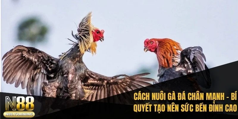 Cách nuôi gà đá chân mạnh