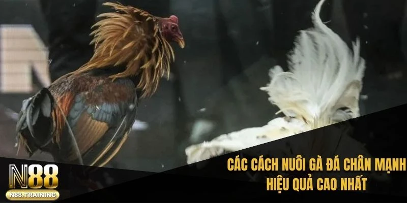 Cách Nuôi Gà Đá Chân Mạnh – Bí Quyết Tạo Nên Sức Bền Đỉnh Cao 1 Các cách nuôi gà đá chân mạnh hiệu quả cao nhất