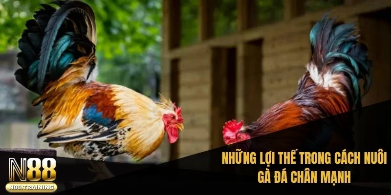 Cách Nuôi Gà Đá Chân Mạnh – Bí Quyết Tạo Nên Sức Bền Đỉnh Cao 3 Những lợi thế trong cách nuôi gà đá chân mạnh