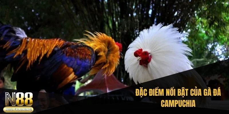 Đá Gà Campuchia – Cuộc Chơi Của Những Chiến Kê Dũng Mãnh 2 Đặc điểm nổi bật của gà đá Campuchia
