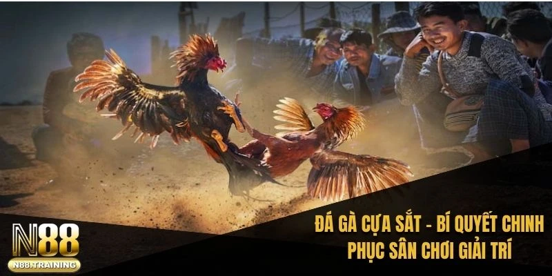 đá gà cựa sắt