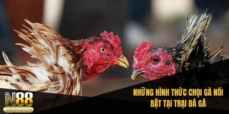 Những hình thức chọi gà nổi bật tại trại đá gà